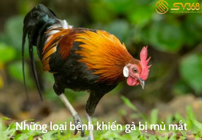 những loại bệnh khiến gà mù mắt